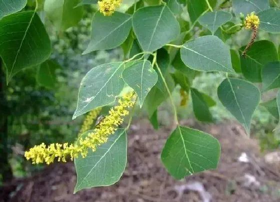 花期|乌桕树花期是什么时候