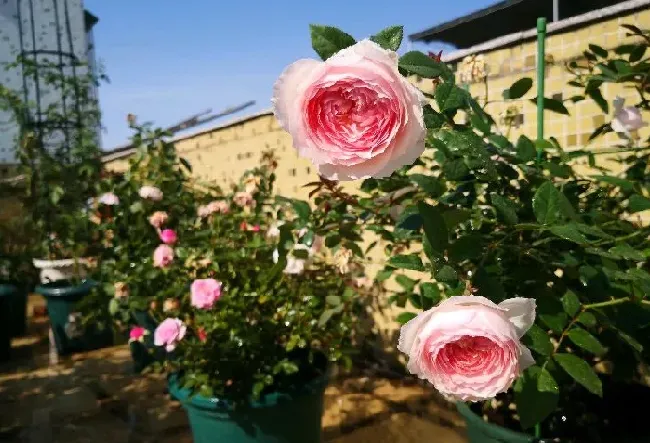 植物百科|日和月季花的优缺点（灌木月季品种日和在广东好养吗）