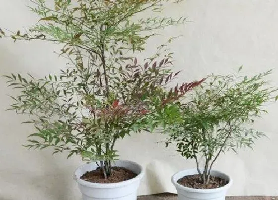 树之最|白色的树有哪些
