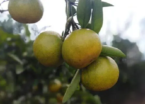 食用科普|蜜柑是热性还是凉性