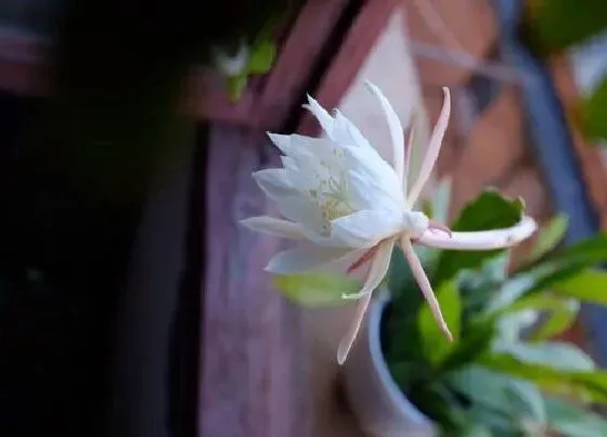 植物种类|昙花是常绿植物吗