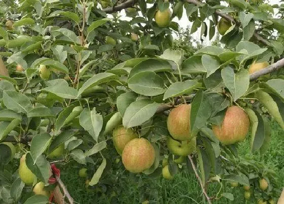 果实成熟|鸭梨几月份成熟采摘