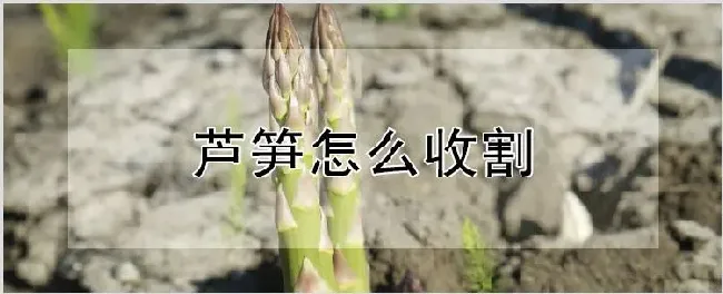 芦笋怎么收割 | 种植技术