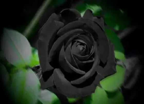 花语|各种玫瑰花颜色代表的含义（玫瑰花花语和象征含义大全）