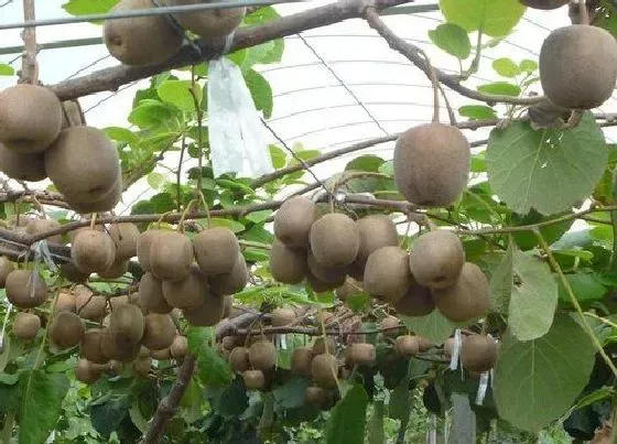 种植管理|软枣猕猴几年结果实 种植多久挂果