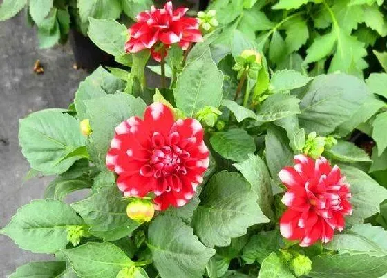 种植管理|小丽花摘心打顶时间与方法
