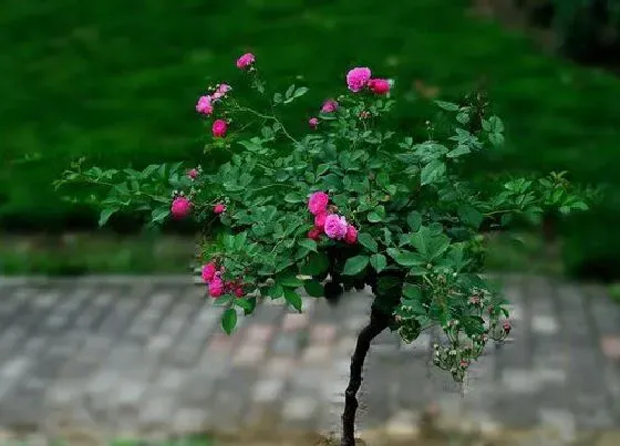 植物种类|月季是树还是花