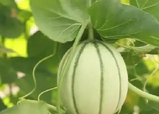 植物产地|宁波盛产什么水果