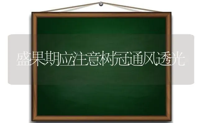 盛果期应注意树冠通风透光 | 瓜果种植