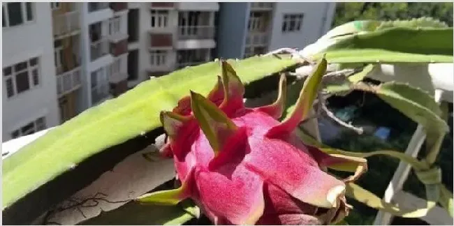 阳台火龙果的种植方法 | 养殖技术