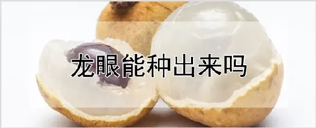 龙眼能种出来吗 | 自然知识