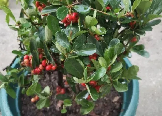 植物修剪|火棘修剪最佳时间