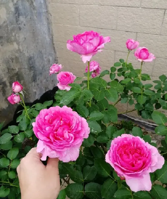 植物百科|伊芙伯爵月季优缺点（灌木月季伊芙伯爵地栽耐热的特点）