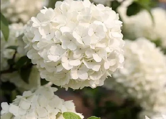 植物百科|春节开花的花卉有哪些