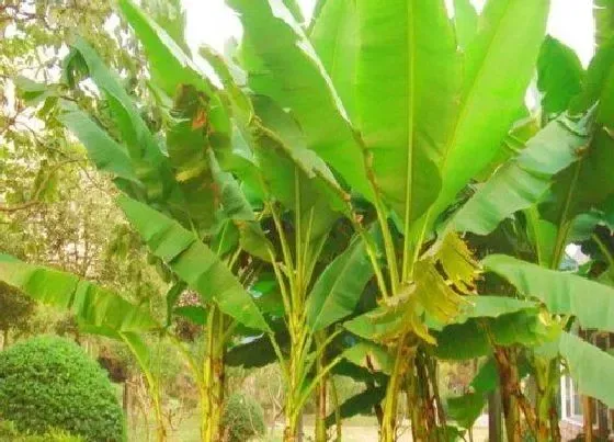 植物种类|芭蕉是乔木还是灌木植物