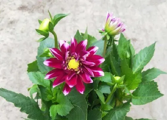 种植管理|小丽花摘心打顶时间与方法