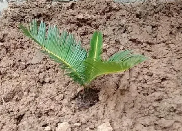 植物浇水|铁树多久浇一次水