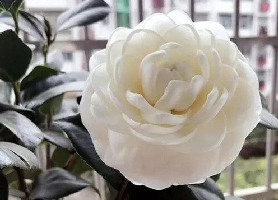 花语|白色山茶花花语及代表意义