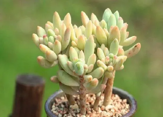 植物种类|新手适合养什么品种多肉（最值得入手的好看多肉植物）