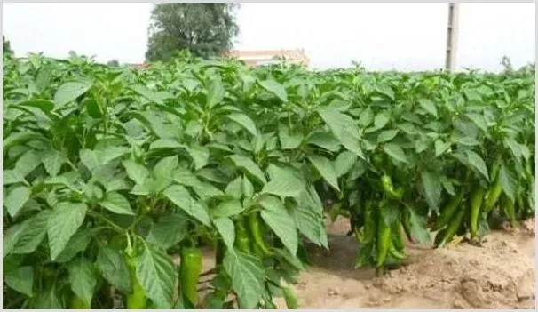 辣椒夏季多雨时期管理注意事项 | 种植资料