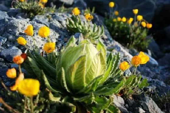 开花时间|雪莲花什么季节开花 开花月份