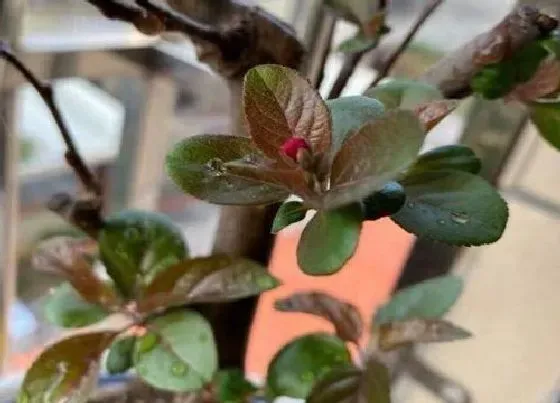 冬天植物|四季海棠过冬最低温度（冬天能耐寒最低多少度低温）
