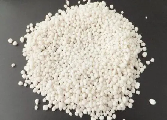 植物施肥|西红柿用什么肥料好