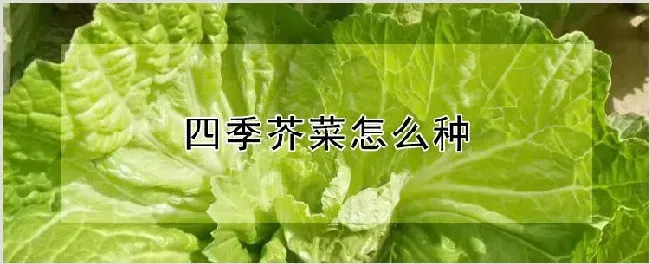 四季芥菜怎么种 | 耕种资料
