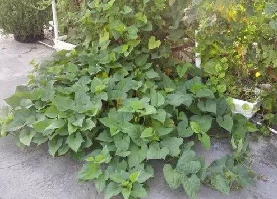 种植管理|红薯打顶时间及方法步骤