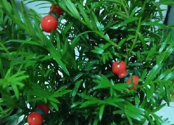 养殖方法|红豆杉树怎么养才能养好