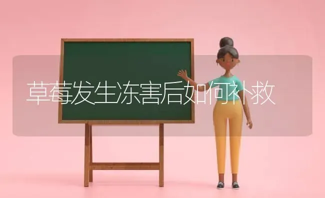 草莓发生冻害后如何补救 | 瓜果种植