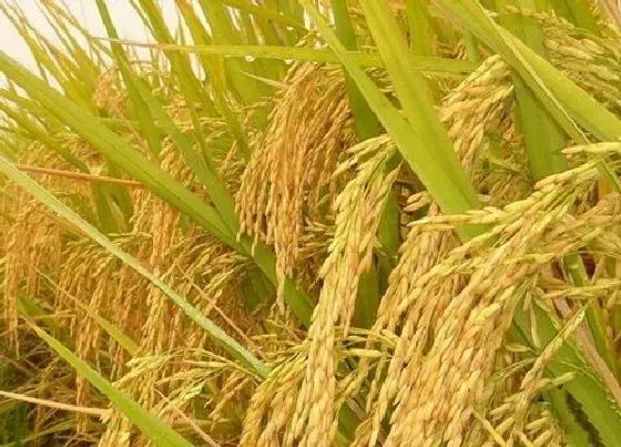 植物百科|水稻是单子叶植物还是双子叶植物（水稻属于什么植物类型）
