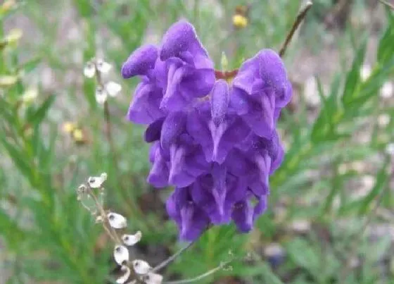 植物百科|蓝芩是什么植物