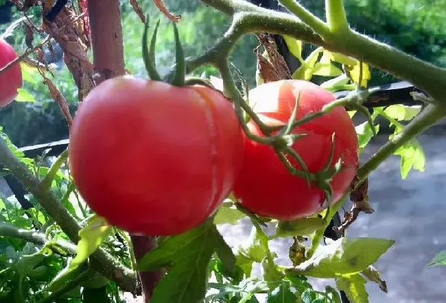 种植管理|种的西红柿为什么会开裂，自家种的西红柿容易裂口的原因）