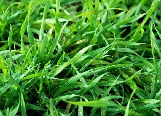 植物病害|专治锈病特效药有哪些（防治小麦条锈病用什么药效果好）