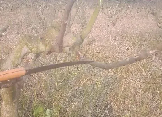 植物修剪|无花果树什么时候剪枝最好