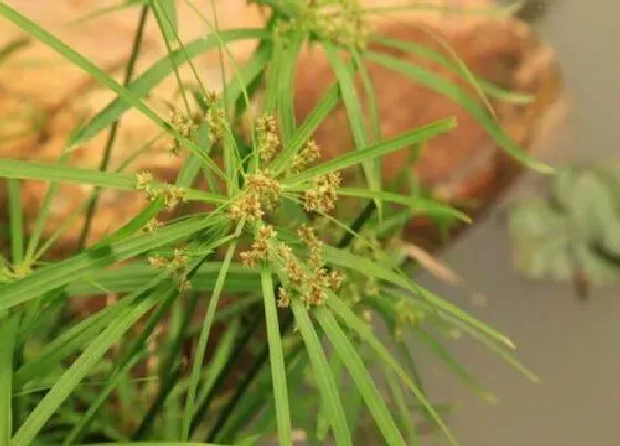 风水百科|风车草的风水作用 适合家里养吗