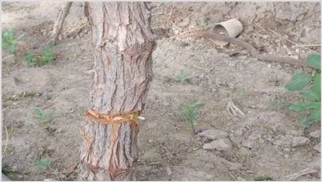 冬枣环剥注意事项 | 种植技术