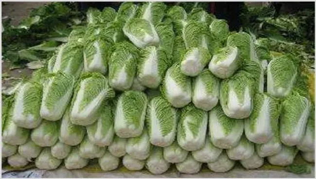 冬天大白菜该如何储存 | 种植资料