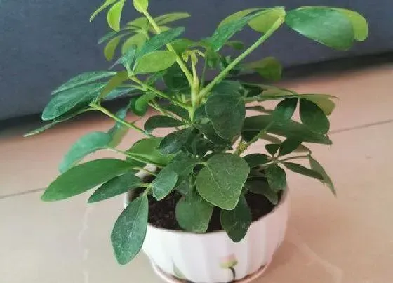 植物种类|鸭脚木是木本植物吗