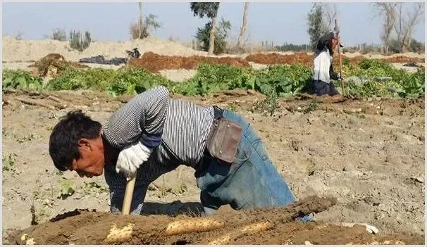 山药死藤是什么原因？防治方法了解下 | 种植技术