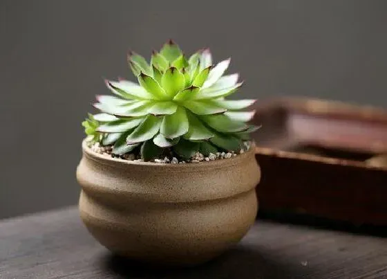 植物种类|新手适合养什么品种多肉（最值得入手的好看多肉植物）