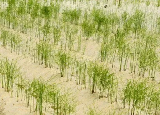 植物产地|芦笋是哪里的特产