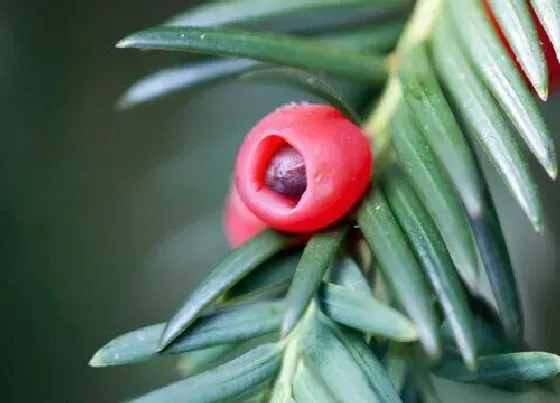 食用须知|红豆杉的果实能吃吗