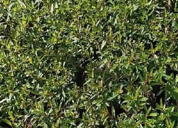植物扦插|满天星几月份扦插最好