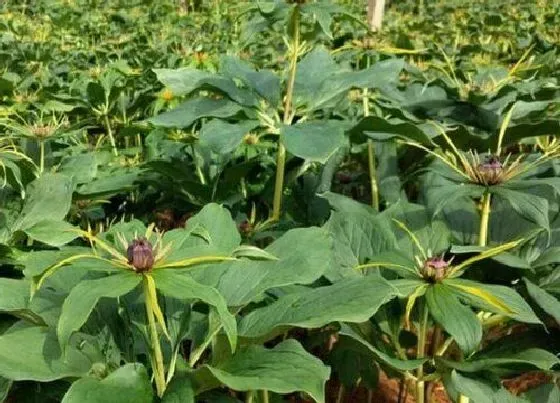 植物排行|重楼什么品种最好