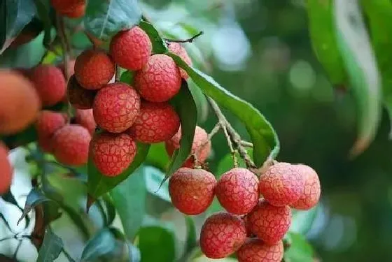 果实科普|荔枝几月开花结果 什么时候开花结果