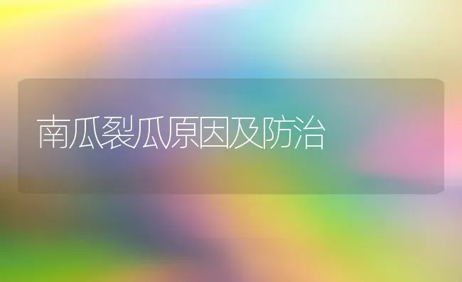 南瓜裂瓜原因及防治 | 蔬菜种植