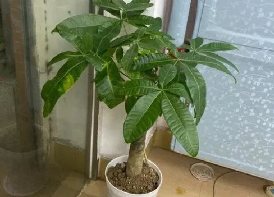 植物百科|发财树能长多大