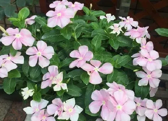 花期|长春花花期是什么时候